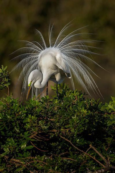 Jones, Adam 아티스트의 Great egret in courtship display in full breeding plumage-Venice rookery-Venice-Florida작품입니다.